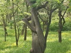 -北陵公园