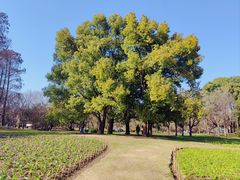 -上海共青森林公园