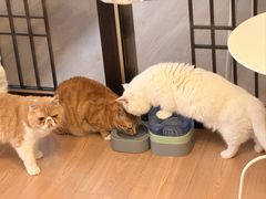 -MOYOYO猫咪咖啡店