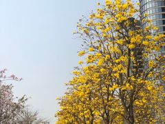 -洲头咀公园