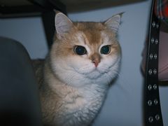 -Bastet sally猫舍购宠(静安店)