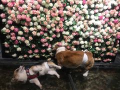 -百好乐宠物友好餐厅(朝外大街店)