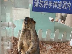 -怪兽屋·羊驼·猫咖·狗咖(俊华广场店)