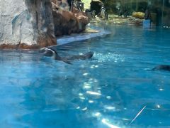 -帝企鹅自助餐厅•儿童岛•真企鹅(长隆企鹅酒店)