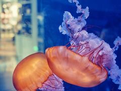 -上海海昌海洋公园