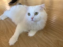 -猫和宫(六道口店)