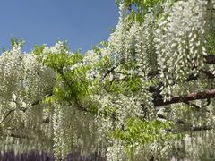 -嘉定紫藤园