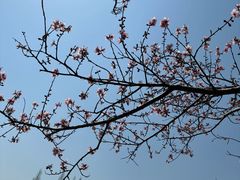 -高东镇樱花园