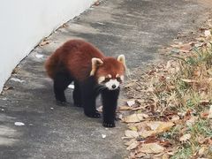 -合肥野生动物园