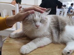 -李小姐の猫咖啡馆(五角场店)