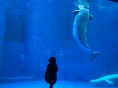 -海合安成都极地海洋公园