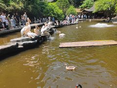 -中国大熊猫保护研究中心雅安碧峰峡基地