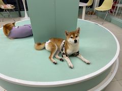 -怪兽屋·羊驼·猫咖·狗咖(俊华广场店)