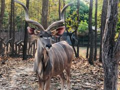 -清迈夜间动物园