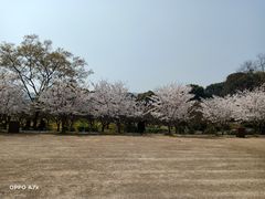 -香雪海