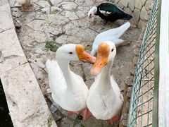 -南宫五洲植物乐园