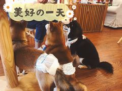 -豆柴町-柴犬主题狗咖(红鼎国际C座店)