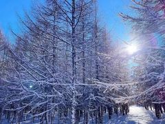 -塞罕坝国家级自然保护区