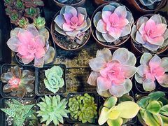 -双季花艺园艺市场(浦东店)