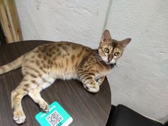 -猫色咖啡·猫咖
