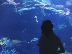 -暹罗海洋世界