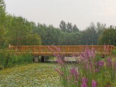 -东郊湿地公园