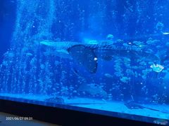 -烟台海昌鲸鲨海洋公园