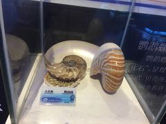 -贝壳梦幻世界