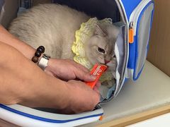 -瑞派康怡24h宠物医院·犬猫医疗中心·微创绝育(瑞景分院)