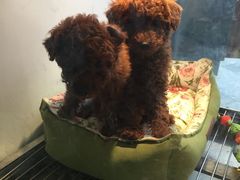 -1013 PET SHOP 宠物商店(近铁城市广场店)
