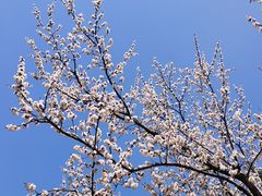 -棒棰岛宾馆景区
