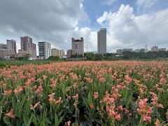 -大亚湾红树林城市湿地公园