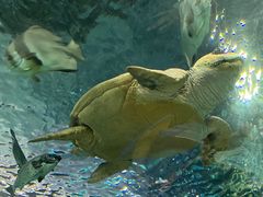 -上海海洋水族馆