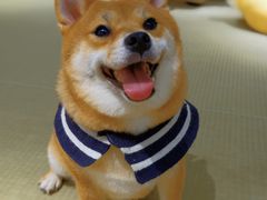 -逗柴咖啡屋·狗咖猫咖宠物桌游