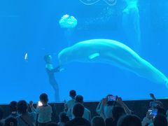 -海合安成都极地海洋公园