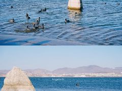 -洱海月湿地公园