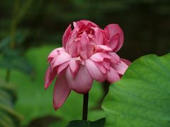 -深圳市中科院仙湖植物园