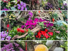 -上海辰山植物园
