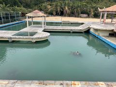 -广东惠东海龟国家级自然保护区