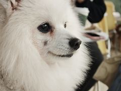 -怪兽屋·羊驼·猫咖·狗咖(俊华广场店)