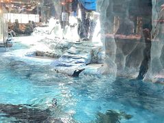 -帝企鹅自助餐厅•儿童岛•真企鹅(长隆企鹅酒店)