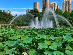 -龙头寺公园