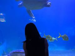 -左海海底世界