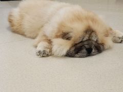 -共舞时光猫咖·狗咖(新街口店)