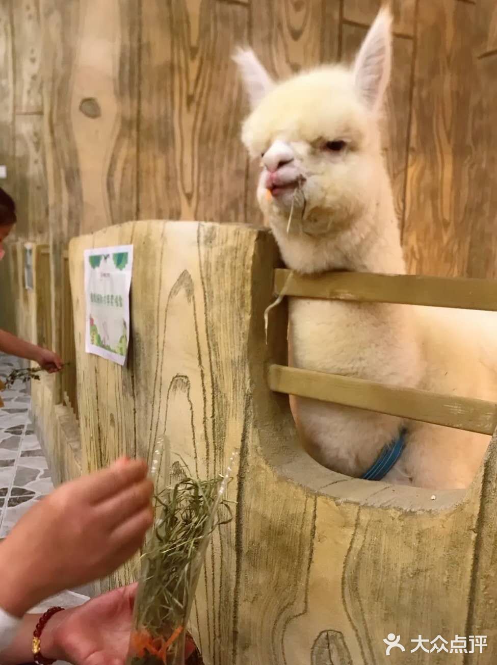 198元一大一小畅玩整个动物园