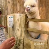 198元一大一小畅玩整个动物园