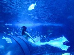 -太平洋海底世界