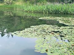 -白鹭湾湿地公园