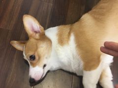 -柯斗斗主题餐厅·狗咖·围炉煮茶·茶饮(国瑞升平里店)