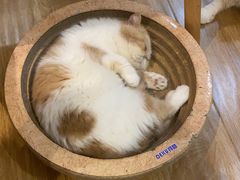 -滚猫咖啡·猫咖·猫友好撸猫(未来城店)